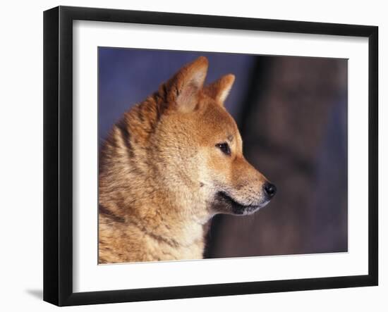 Shiba Inu Profile-Adriano Bacchella-Framed Photographic Print