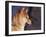 Shiba Inu Profile-Adriano Bacchella-Framed Photographic Print