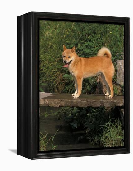 Shiba Inu Standing on a Bridge-Adriano Bacchella-Framed Premier Image Canvas