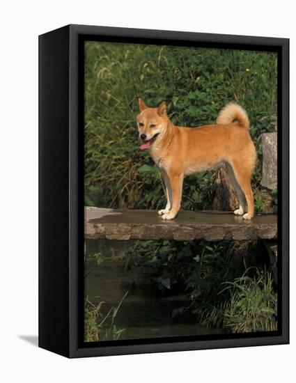 Shiba Inu Standing on a Bridge-Adriano Bacchella-Framed Premier Image Canvas