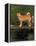 Shiba Inu Standing on a Bridge-Adriano Bacchella-Framed Premier Image Canvas