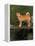 Shiba Inu Standing on a Bridge-Adriano Bacchella-Framed Premier Image Canvas