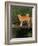 Shiba Inu Standing on a Bridge-Adriano Bacchella-Framed Photographic Print