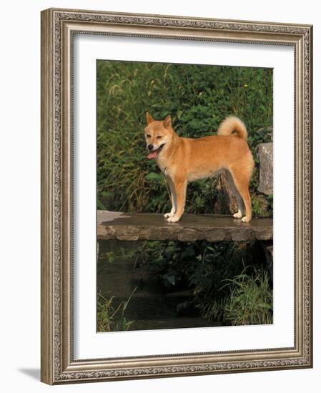 Shiba Inu Standing on a Bridge-Adriano Bacchella-Framed Photographic Print