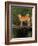 Shiba Inu Standing on a Bridge-Adriano Bacchella-Framed Photographic Print