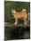 Shiba Inu Standing on a Bridge-Adriano Bacchella-Mounted Photographic Print