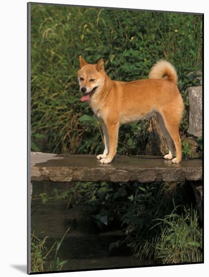 Shiba Inu Standing on a Bridge-Adriano Bacchella-Mounted Photographic Print