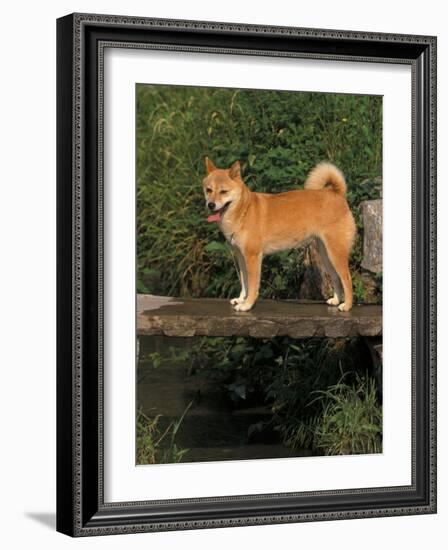 Shiba Inu Standing on a Bridge-Adriano Bacchella-Framed Photographic Print