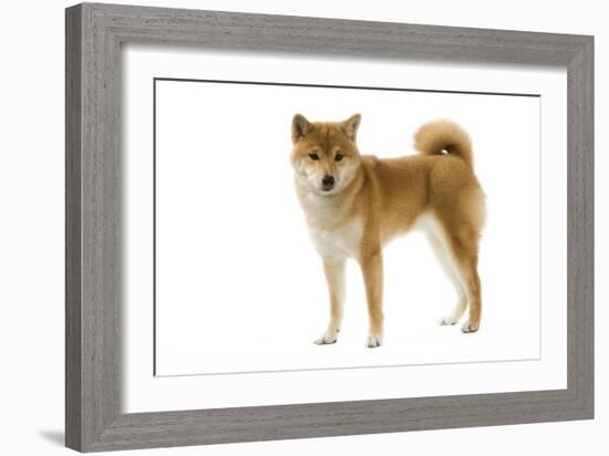 Shiba Inu-null-Framed Photographic Print