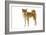 Shiba Inu-null-Framed Photographic Print