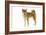 Shiba Inu-null-Framed Photographic Print