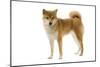 Shiba Inu-null-Mounted Photographic Print