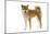 Shiba Inu-null-Mounted Photographic Print