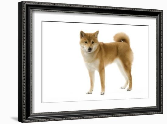 Shiba Inu-null-Framed Photographic Print