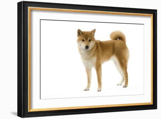 Shiba Inu-null-Framed Photographic Print