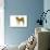 Shiba Inu-null-Photographic Print displayed on a wall