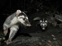 Chinese Ferret Badger (Melogale Moschata) Two Captured by Camera Trap at Night-Shibai Xiao-Mounted Photographic Print