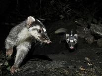 Chinese Ferret Badger (Melogale Moschata) Two Captured By Camera Trap At Night-Shibai Xiao-Photographic Print