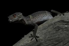 Pingxiang Cave Gecko (Goniurosaurus Luii) Clinging to Tree Trunk with Strong Red Eyes-Shibai Xiao-Photographic Print