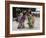 Shichi-Go-San Festival, Japan-null-Framed Photographic Print