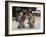 Shichi-Go-San Festival, Japan-null-Framed Photographic Print