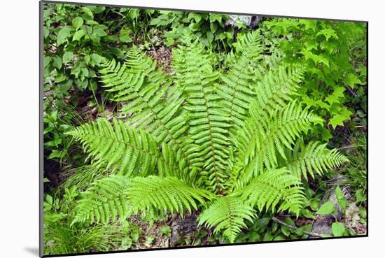 Shield Fern (Dryopteris Crassirhisoma)-Dr. Nick Kurzenko-Mounted Photographic Print