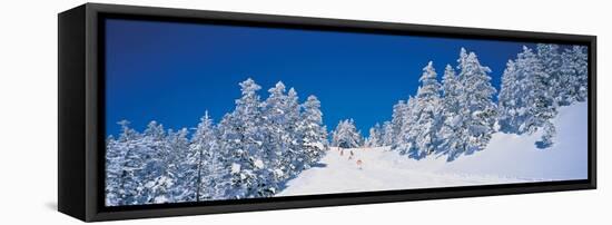 Shiga Kogen Nagano Japan-null-Framed Stretched Canvas