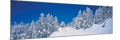 Premium Photographic Print