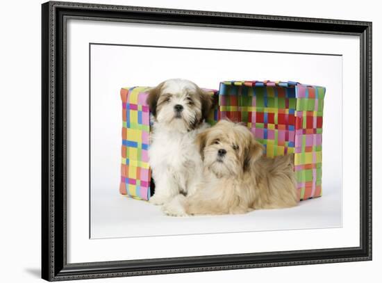 Shih Tzu and Lhasa Apso (Right) Puppies-null-Framed Photographic Print