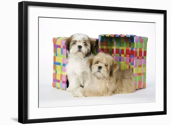 Shih Tzu and Lhasa Apso (Right) Puppies-null-Framed Photographic Print