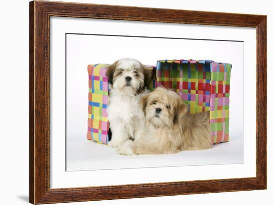 Shih Tzu and Lhasa Apso (Right) Puppies-null-Framed Photographic Print