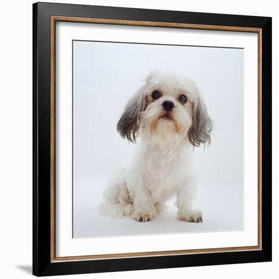 Shih Tzu Bitch Sitting Down-Jane Burton-Framed Photographic Print