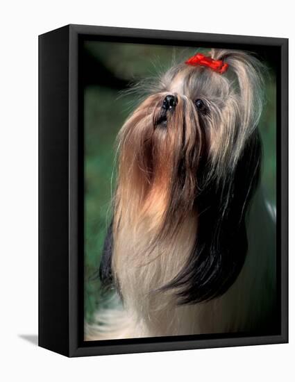 Shih Tzu Looking Up-Adriano Bacchella-Framed Premier Image Canvas