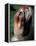 Shih Tzu Looking Up-Adriano Bacchella-Framed Premier Image Canvas