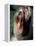 Shih Tzu Looking Up-Adriano Bacchella-Framed Premier Image Canvas