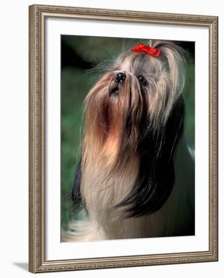 Shih Tzu Looking Up-Adriano Bacchella-Framed Photographic Print