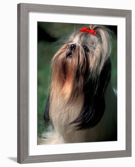 Shih Tzu Looking Up-Adriano Bacchella-Framed Photographic Print
