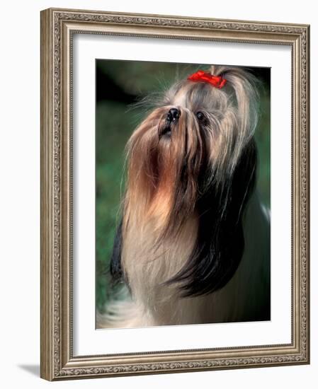 Shih Tzu Looking Up-Adriano Bacchella-Framed Photographic Print