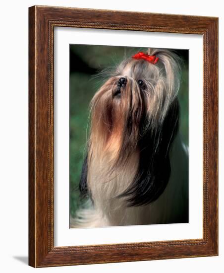 Shih Tzu Looking Up-Adriano Bacchella-Framed Photographic Print