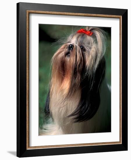 Shih Tzu Looking Up-Adriano Bacchella-Framed Photographic Print