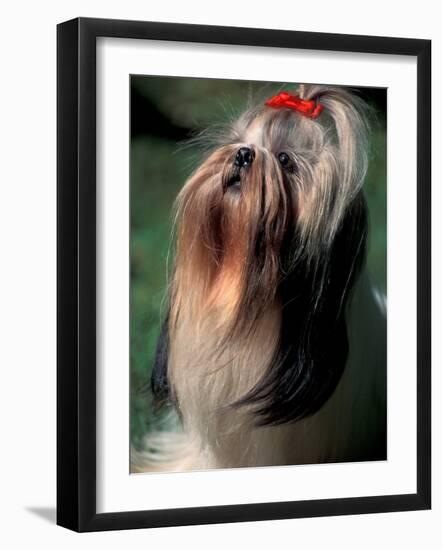 Shih Tzu Looking Up-Adriano Bacchella-Framed Photographic Print