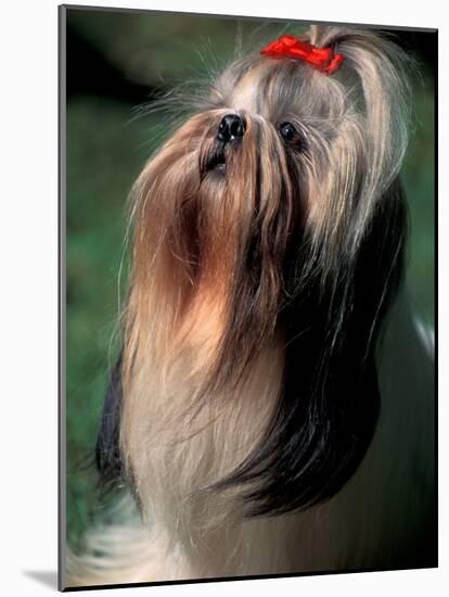 Shih Tzu Looking Up-Adriano Bacchella-Mounted Photographic Print