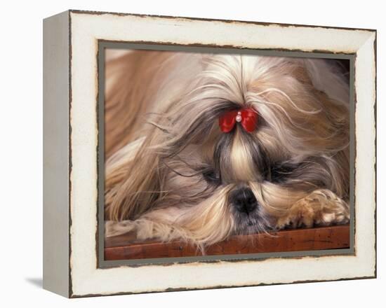 Shih Tzu Lying Down with Hair Tied Up-Adriano Bacchella-Framed Premier Image Canvas