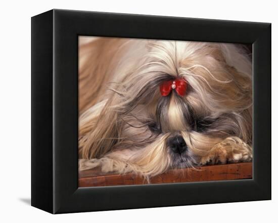 Shih Tzu Lying Down with Hair Tied Up-Adriano Bacchella-Framed Premier Image Canvas