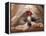 Shih Tzu Lying Down with Hair Tied Up-Adriano Bacchella-Framed Premier Image Canvas