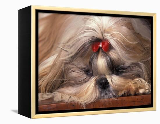 Shih Tzu Lying Down with Hair Tied Up-Adriano Bacchella-Framed Premier Image Canvas