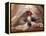 Shih Tzu Lying Down with Hair Tied Up-Adriano Bacchella-Framed Premier Image Canvas