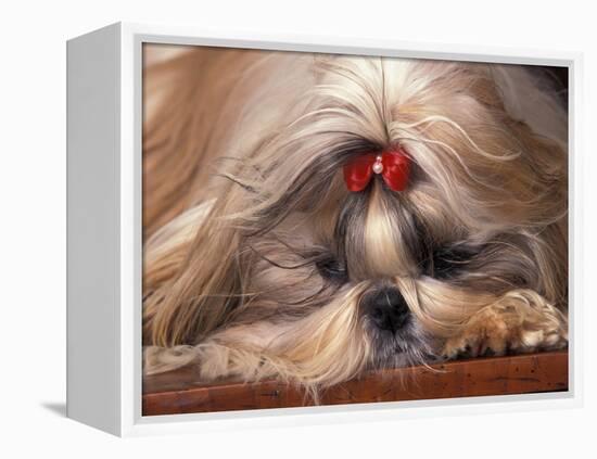 Shih Tzu Lying Down with Hair Tied Up-Adriano Bacchella-Framed Premier Image Canvas