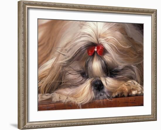 Shih Tzu Lying Down with Hair Tied Up-Adriano Bacchella-Framed Photographic Print