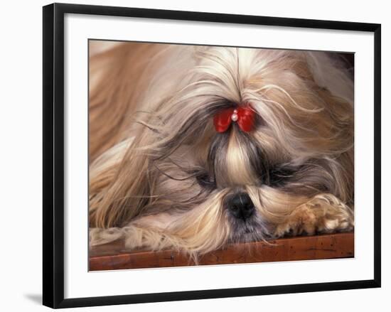 Shih Tzu Lying Down with Hair Tied Up-Adriano Bacchella-Framed Photographic Print